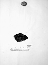 Image of Daedalea asserculorum